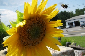 TRsunflower.jpg